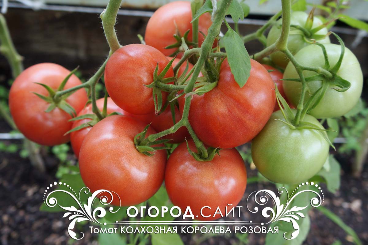 Королев семена томатов платонов семен кратко